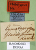 CollectionObject 1500954; 8b51cf6e-efaf-432f-94a9-df95275fe9b3, DORSA BA000329S01: labels (holotype). (CollectionObject).