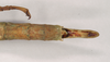 CollectionObject 1563705; NHMUK(SF IMPORT DUPLICATE) BMNH#845349, 383cc2a5-0e45-4be8-8134-ff451259e2ee: copyright Natural History Museum, London. female (holotype). (CollectionObject).