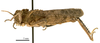 CollectionObject 1575331; 23587582-73b6-4def-809c-4e35591216fd: male, lateral view (paratype). (CollectionObject).