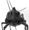 CollectionObject 1533736; 4d210126-9487-4911-bbfe-fb6750c63df5: Image Carbonell, C.S. female frons. (CollectionObject).