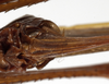 CollectionObject 1529607; 6e7a3d7d-dbe6-4b9c-94a6-bf4e3be57d4f: female subgenital plate (holotype). (CollectionObject).