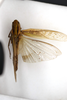 CollectionObject 1594381; 389f0a20-894d-4c88-acc9-21f576cd592e: female, dorsal view (paratype of Gastrimargus amplus). (CollectionObject).