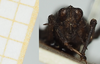 CollectionObject 1584086; 0ff61696-5aa7-4452-862a-5201c3d68bea, NHMUK010924481: female, frontal view (syntype). (CollectionObject).