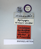 CollectionObject 1552806; NHMUK(SF IMPORT DUPLICATE) BMNH(E) 877036, ca5c8b45-00ab-4e8e-b67d-fc6a5cbe86e3: Copyright NHM, London. Lectotype female of Epilampra sinensis, data labels. (CollectionObject).