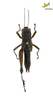 CollectionObject 1849314; 90cd1089-f37e-4210-ac56-4f88c298e5ab, Unioeste Cascavel K-0421: Female. Dorsal view. (CollectionObject).