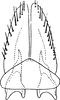 Subgenital plate: Subgenital plate. (Observation).