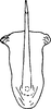 Aedeagus, ventral view on Empoascanara (Empoascanara) stilleri Dworakowska, 1978: Aedeagus, ventral view. (Observation).