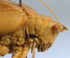 CollectionObject 1517004; 2b9d8f13-0491-4c88-b08b-52d71b7e028e: female head and pronotum, lateral view (holotype). (CollectionObject).