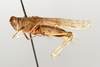 male, lateral view (syntype). Depicts CollectionObject 1592220; d311612c-fb1f-468b-b0d5-f6ac62b4c92f, a CollectionObject.