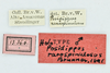 CollectionObject 1532476; 6b603065-3d3f-4c5a-8bc6-cc811a31d775: labels (male syntype). (CollectionObject).