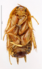 CollectionObject 1587605; MNHN(SF IMPORT DUPLICATE) MNHN-EP-EP1521, 3271cf5f-2700-462c-9c59-4e1a75c5ade9: CC BY-NC-ND 4.0/MNHN - Depraetere Marion - 2014. Syntype, female, of japonica Shelford, 1907. Specimen number: MNHN-EP-EP1521. http://coldb.mnhn.fr/catalognumber/mnhn/ep/ep1521. (CollectionObject).