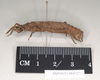 CollectionObject 1562258; NHMUK(SF IMPORT DUPLICATE) 845221, 2e85e0dc-ef62-418e-a5ea-79a2710ee2e8: copyright Natural History Museum, London. female, lateral view (holotype). (CollectionObject).