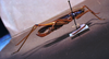 CollectionObject 1541573; b0115793-3b9b-49cd-9b6d-54d66f13f718: female, lateral view. (CollectionObject).