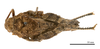 CollectionObject 1478052; 72ac2897-43b6-4724-9289-2e01dc1644e7: female, dorsal view (holotype). (CollectionObject).