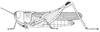 Leionotacris gilloni (Hollis, 1966): Page 281, Figure 4. Female. (Otu).