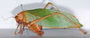 CollectionObject 1532156; 2510b562-0bac-4991-9047-6c90e8706925: female, lateral view (holotype of Arantia gabunensis). (CollectionObject).