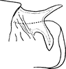 Anal tube processes: !! display not done !! on Zyginidia scutellaris (Herrich-Schäffer, 1838): Anal tube process. (Observation).