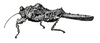 Astyalus tessmanni (Günther, 1938): Fig. 103 (after type). female habitus. (Otu).