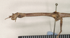 CollectionObject 1559399; NHMUK(SF IMPORT DUPLICATE) 844595, 9f01cb72-547d-4e0e-8c13-d961b09e6b9d: copyright Natural History Museum, London. female: head and thorax, lateral view (holotype). (CollectionObject).