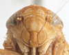 Head: !! display not done !! on Eutettix (Eutettix) luridus (Van Duzee, 1890): (Observation).