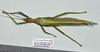 CollectionObject 1598207; 16da7e3c-e216-4569-af60-a01c40335e37, QM T246616: copyright QM. female, dorsal view (holotype). (CollectionObject).