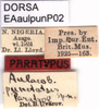 CollectionObject 1537628; 6804b87f-4066-4d92-ab6b-fc30716f87bc: labels (paratype). (CollectionObject).