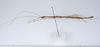 CollectionObject 1562558; 95098f74-6b7d-4b0f-a406-c0c7acc673ac: copyright ZMUH, Hamburg. male, lateral view (syntype). (CollectionObject).