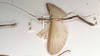 CollectionObject 1560485; 0b3d9358-286b-4b4c-96f6-bec14acbd635: copyright OUMNH. male (lectotype). (CollectionObject).