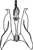 Aedeagus, ventral view on Colladonus davisi Nielson, 1957: dorsal view. (Observation).