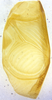 CollectionObject 1477843; a1aa5fe7-8182-4931-9db1-504a76fca5cc: male, right forewing (holotype). (CollectionObject).