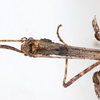 CollectionObject 1559092; NMW 217, 2c014ed2-0d61-47a3-bd22-932cf04472a1: copyright NMW, Vienna. female: head & thorax, dorsal view (holotype). (CollectionObject).