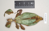 CollectionObject 1561205; NHMUK(SF IMPORT DUPLICATE) 845230, a6e7094f-b687-4215-8c9d-6d75aae081d8: copyright Natural History Museum, London. female (holotype). (CollectionObject).