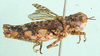 Zimbabwea saxicola Miller, 1949: lateral view. (Otu).
