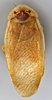 CollectionObject 1568240; bc5fb120-d246-4ba2-9a75-fd19da9124e9: Photo by Heidi Hopkins. Holotype, adult male, dorsal habitus. (CollectionObject).
