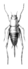 Pl. 4 fig. 4. female, dorsal view (Ectatoderus borealis). Depicts Hoplosphyrum boreale (Scudder, 1902), an Otu.