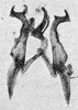 Other on Erythridula varia (McAtee, 1920): Aedeagus, connective, and styli. (Observation).