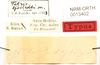 labels (holotype of Tetrix sjostedti). Depicts CollectionObject 1529962; NHRS NRM-ORTH 13402, f1bab174-f6ee-4745-b97f-ca87c598b1df, a CollectionObject.