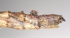 CollectionObject 1560674; NHMUK(SF IMPORT DUPLICATE) 844812, 9c13f179-7751-4b0e-a215-d04faf4989ed: copyright Natural History Museum, London. female: end of abdomen, lateral view of Oxyartes lamellatus (lectotype). (CollectionObject).