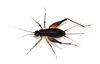 Aracamby Mello, 1992: adult female. (Otu).
