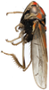Habitus, lateral view on Brazosa espatula Pinedo-Escatel & Dietrich, 2020: (Observation).
