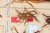 CollectionObject 1505597; 115debb9-a969-4567-8ba3-29bb6b007351: Female, dorsal view (syntype). (CollectionObject).