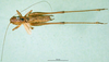 CollectionObject 1500467; a8a48381-b2b1-4c26-9741-867903d3892c, DORSA BTbroarnHTM: male, dorsal view (holotype). (CollectionObject).