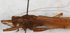 CollectionObject 1532353; NMW 24551, 8abf02fc-87a9-4582-ae5d-ba0431949d73: male, dorso-lateral view (syntype). (CollectionObject).
