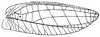 Cratioma fenestratum (Stoll, 1813): Fig. 18. female left tegmen (58 mm). (Otu).