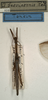 CollectionObject 1557153; NMW 959, ce24eb61-01cd-4e02-8d99-26a45cd3535c: copyright NMW, Vienna. male of Asceles brevipennis (holotype). (CollectionObject).