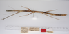 CollectionObject 1557674; 963b4a41-a682-4f8e-9522-b98e0aa65237: copyright ZMUH, Hamburg. female, lateral view of synonym Carausius globosus (paralectotype) [now paratype of C. primiglobosus - see Seow-Choen, 2021]. (CollectionObject).;CollectionObject 1557675; b2188e5d-7b45-4af3-82d9-8a664d9abbdc: copyright ZMUH, Hamburg. female, lateral view of synonym Carausius globosus (paralectotype) [now paratype of C. primiglobosus - see Seow-Choen, 2021]. (CollectionObject).