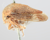 Habitus, lateral view: !! display not done !! on Carynota strombergi Goding, 1893: (Observation).