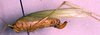 CollectionObject 1502642; 775956ad-b62b-4a0e-b741-88a8ddb2beee: female, lateral view (syntype of Cestromoecha mundamensis). (CollectionObject).