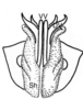 Akamasacris variabilis (Scudder, 1897): valves of aedeagus, ventral view. (Otu).