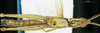 CollectionObject 1537586; 46cf6799-a618-4e90-b682-6c9ea64a7b55: male, ventral view (holotype). (CollectionObject).